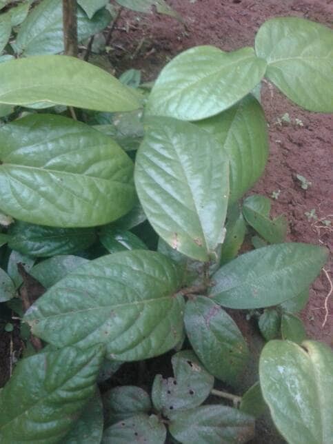 Jual Daun Singa Depa asli - Obat herbal kuat dll - Uni ... IDOLIST ↑↑ Profile Gallery and everything about idol model ...