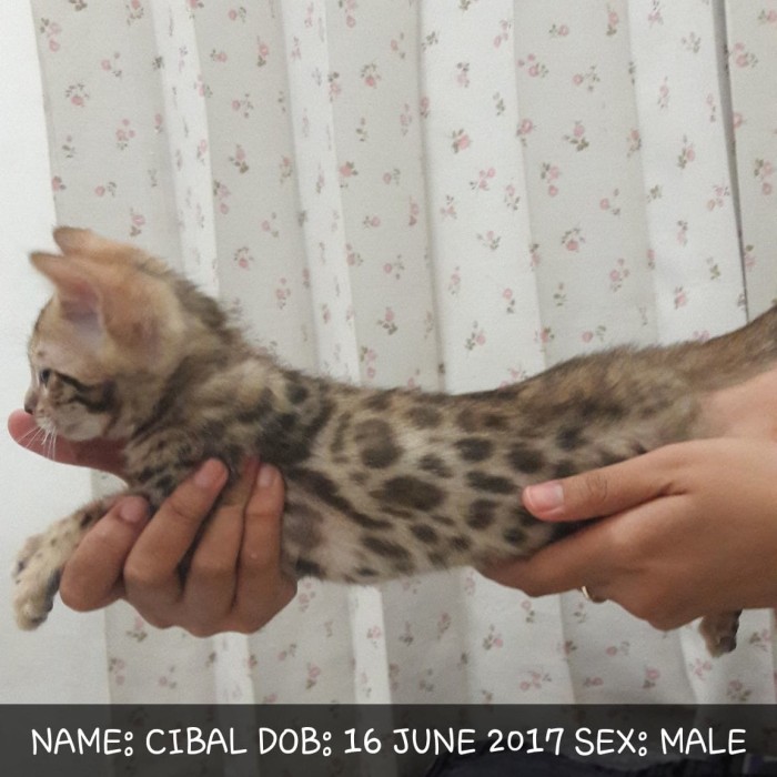 Katalog Kucing Bengal Travelbon.com Katalog Kucing Bengal Travelbon.com