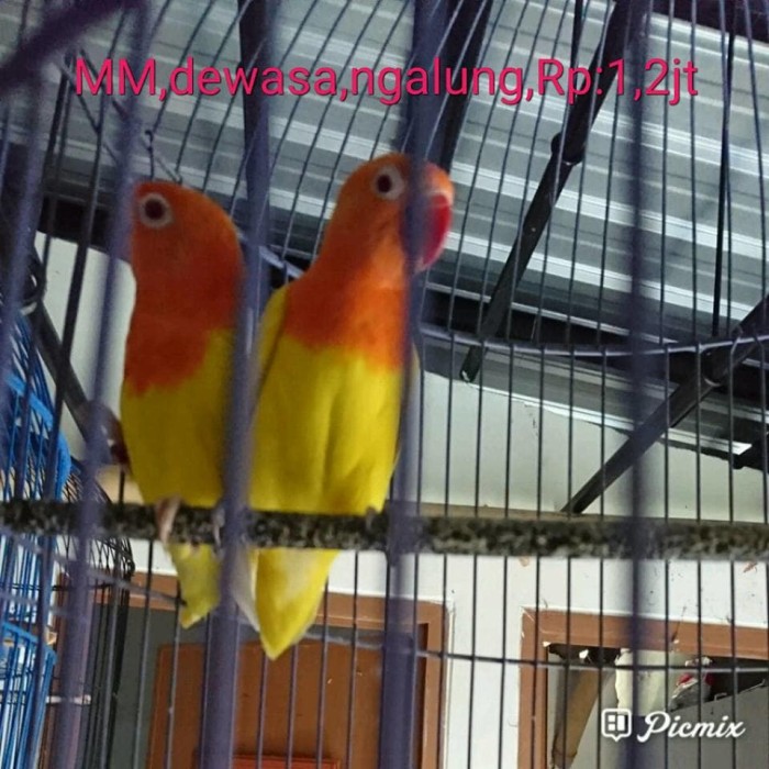 Jual Burung Lovebird Lb Dewasa Lutino Mm Ngalung Kota Bogor