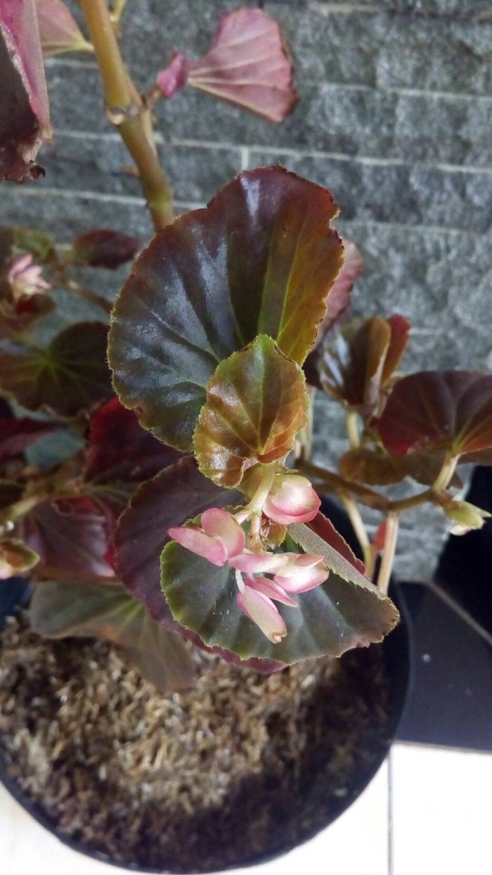 Keren Gambar Jenis Bunga Begonia - Bunga Hias