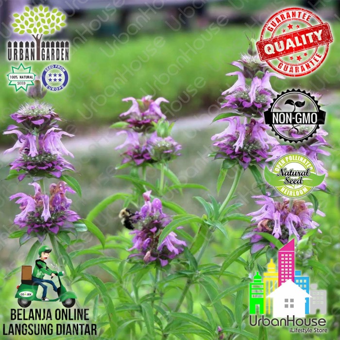 HERBS - Benih Lemon Mint BeeBalm IMPORT Bibit Bunga Tanaman Herba