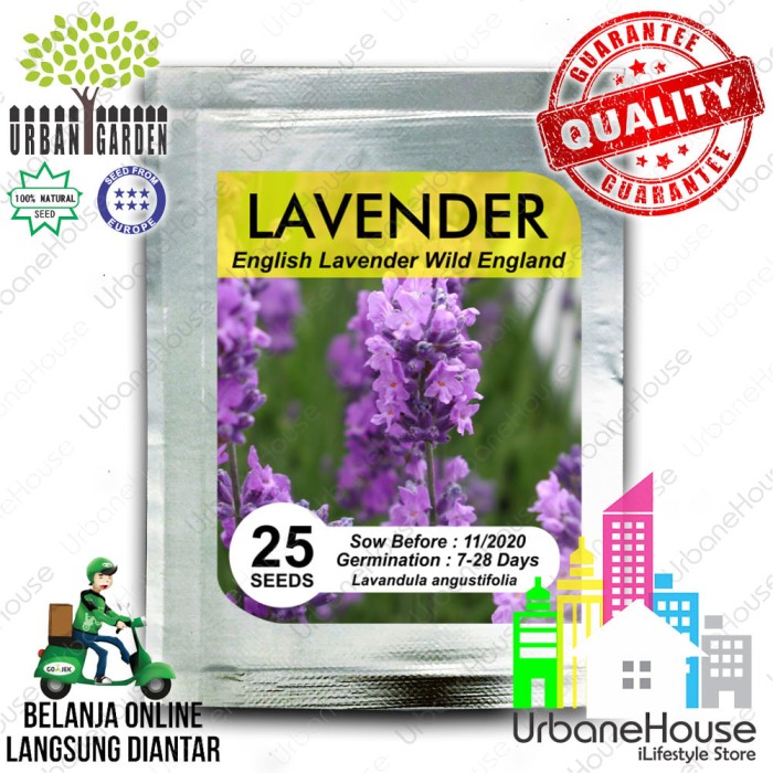 jual herbs benih lavender import bibit tanaman jual herbs benih lavender import bibit tanaman