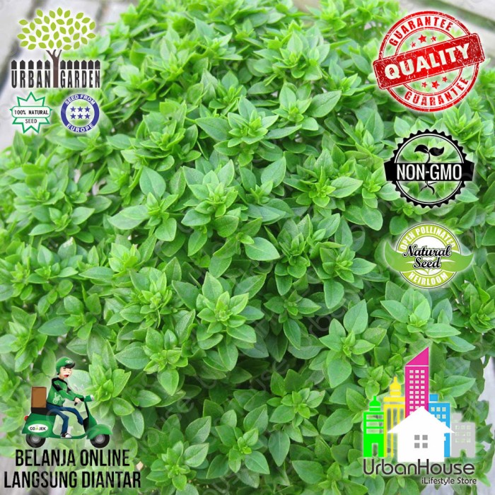 HERBS - Benih BASIL GREEK Dwarf IMPORT Bibit Bunga Tanaman kemangi