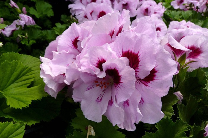 300 Wallpaper Bunga Geranium 300 Wallpaper Bunga Geranium