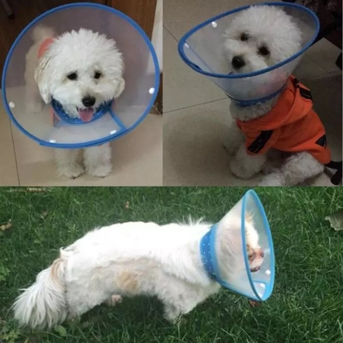 Cone Collar Size L Corong Pelindung Leher Anjing Kucing Hewan Sakit .