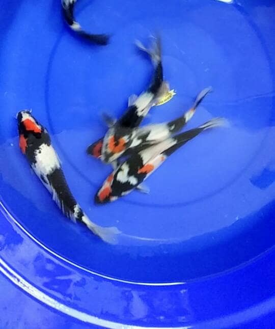 Jual Ikan Koi Showa F1 Hq Kota Bekasi Ben Koi Jakarta Tokopedia Jual Ikan Koi Showa F1 Hq Kota Bekasi Ben Koi Jakarta Tokopedia