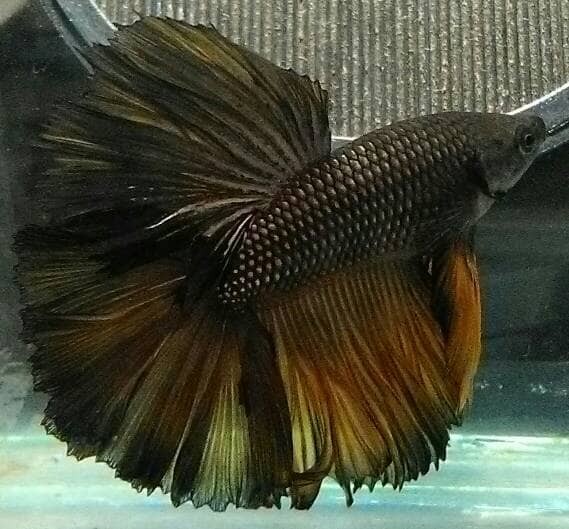 Jual Jual Cupang Halfmoon King Rosetail Kota Depok Lupaa Shop Tokopedia