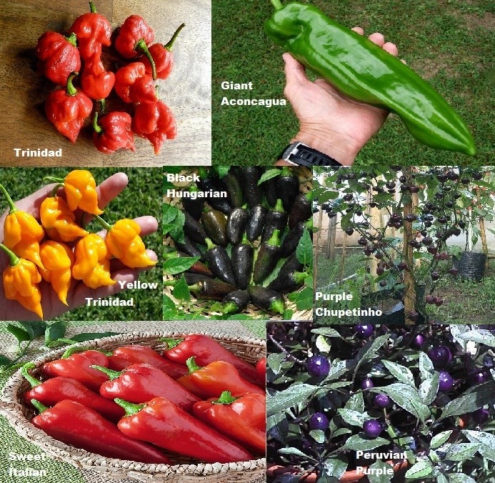 jual paket hemat 7 jenis cabe hias unik mudah tumbuh ornamental pepper amefurashi jual paket hemat 7 jenis cabe hias unik mudah tumbuh ornamental pepper amefurashi