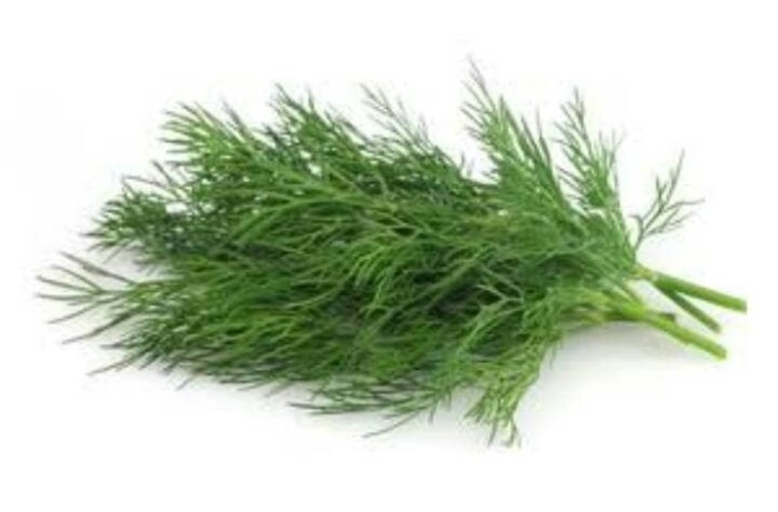 2000 Gambar Daun Adas HD Paling Keren 2000 Gambar Daun Adas HD Paling Keren