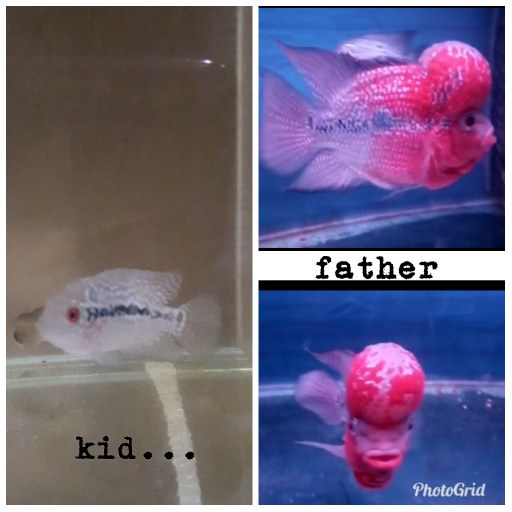 Jual ikan louhan anakan srd ori thai - Junlie Collection