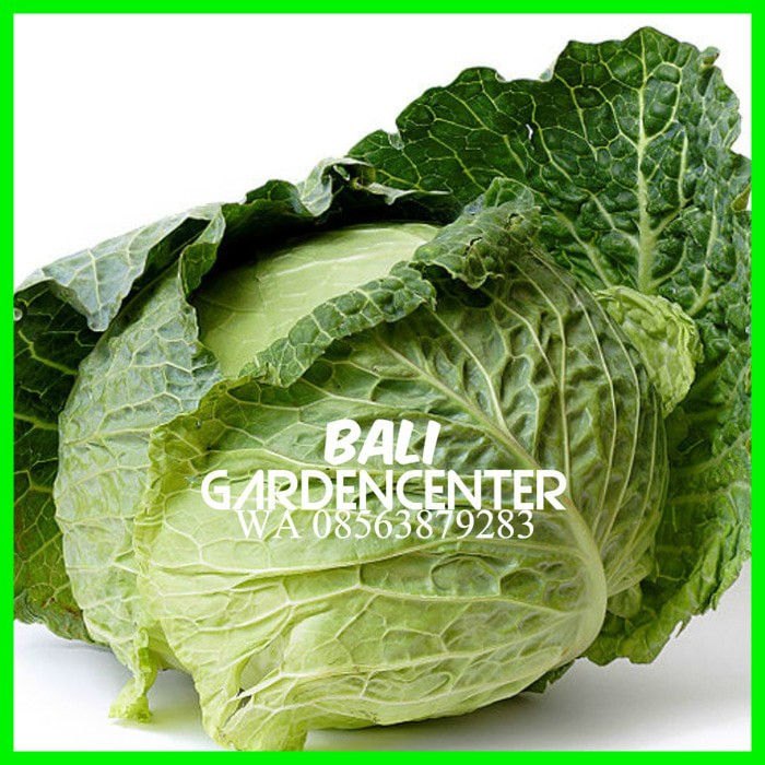 jual benih biji sayur kol kubis hijau green cabbage import bali gardencenter jual benih biji sayur kol kubis hijau green cabbage import bali gardencenter