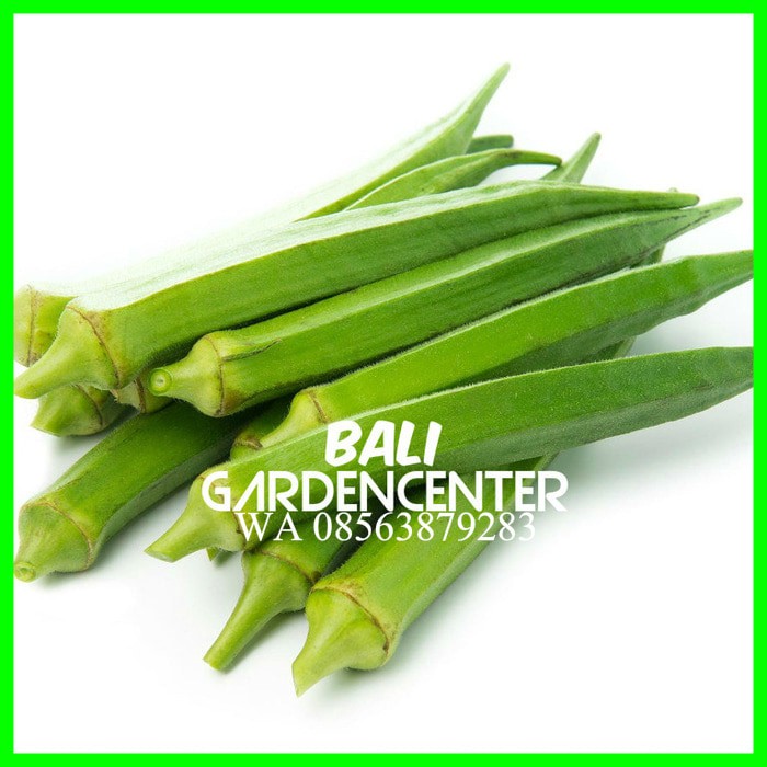jual benih biji sayur okra hijau green okra import jual benih biji sayur okra hijau green okra import