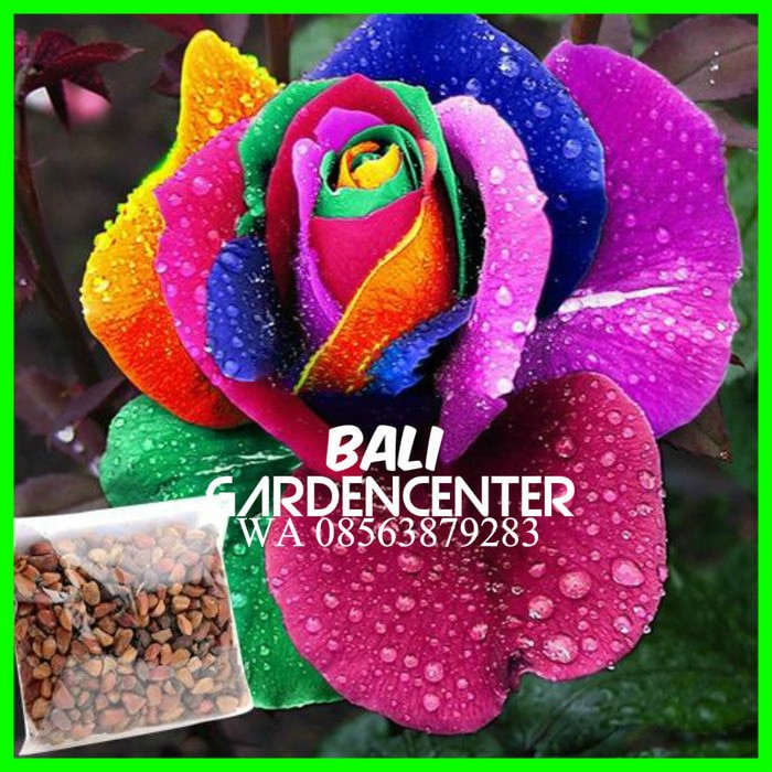 Benih Bunga Mawar Pelangi jual benih biji bunga mawar pelangi rainbow bali Benih Bunga Mawar Pelangi jual benih biji bunga mawar pelangi rainbow bali