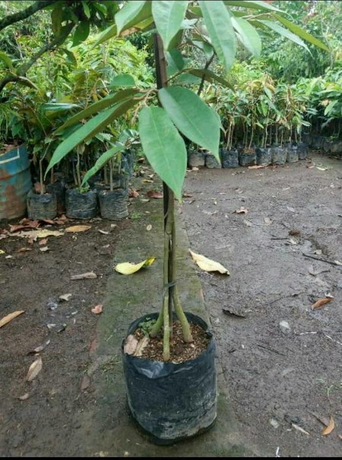 Tanaman bibit buah durian duri hitam ( oche) tinggi 150 cm