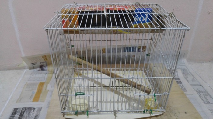 Katalog Sugar Glider Jual Travelbon.com Katalog Sugar Glider Jual Travelbon.com