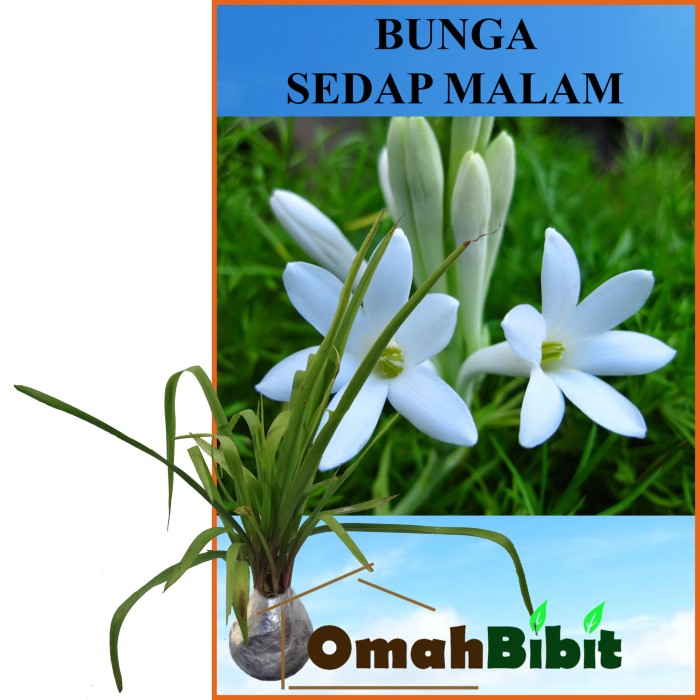 Harga Bunga Sedap Malam Hargano.com Harga Bunga Sedap Malam Hargano.com