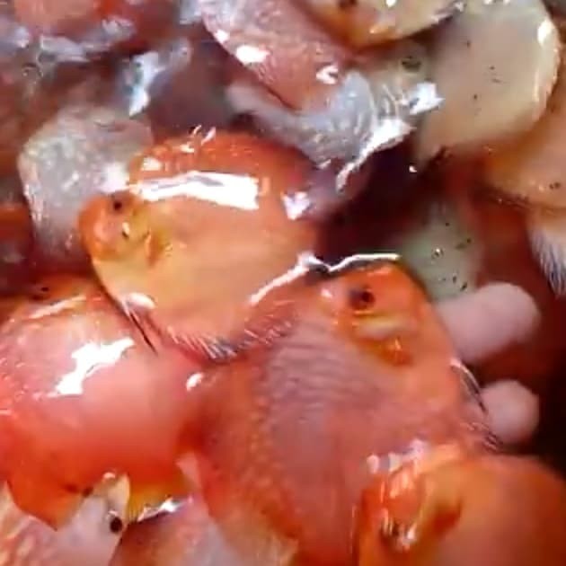 Harga Ikan Discus Hargano.com Harga Ikan Discus Hargano.com