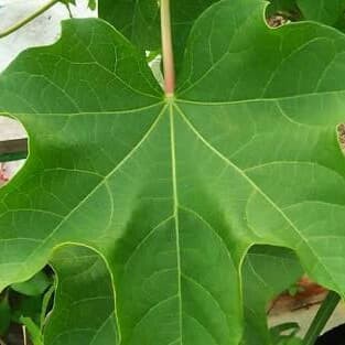 diabetes obat daun jarak sebagai
