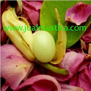 Harga Batu Akik Ular Hargano.com Harga Batu Akik Ular Hargano.com