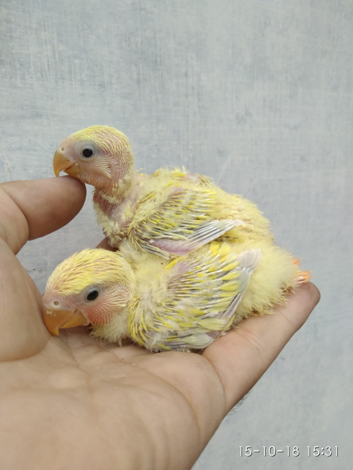 Info Lovebird Non Klep Hargano.com Info Lovebird Non Klep Hargano.com