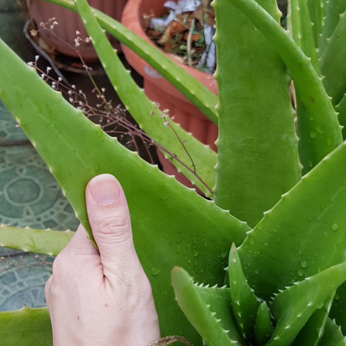 1000+ Gambar Daun Lidah Buaya Paling Keren 1000+ Gambar Daun Lidah Buaya Paling Keren