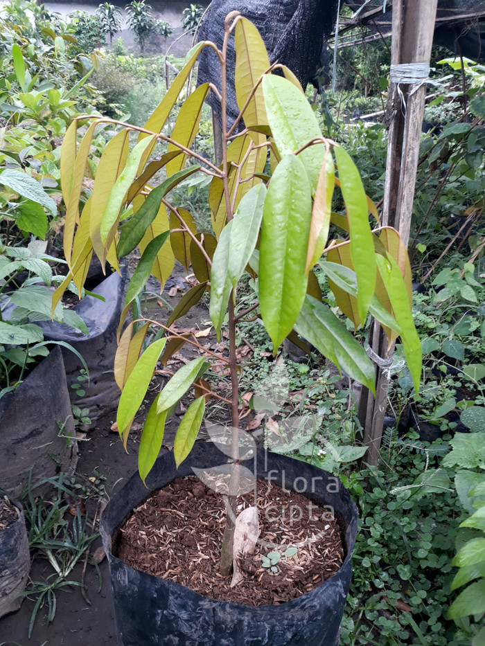 101 Gambar Pohon Durian Musang King Terbaik 101 Gambar Pohon Durian Musang King Terbaik