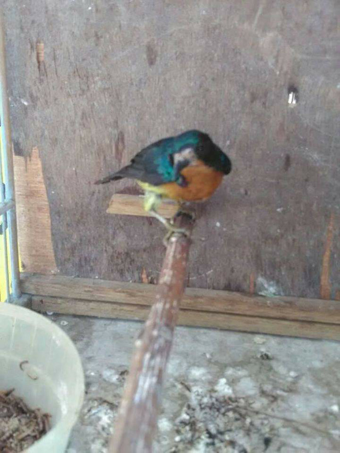 Jual Kolibri Wulung Kab Malang Keripik Anget Tokopedia