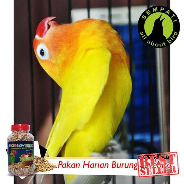 PAKAN BURUNG LOVEBIRD HARIAN KEMASAN TOPLES EBOD JAYA