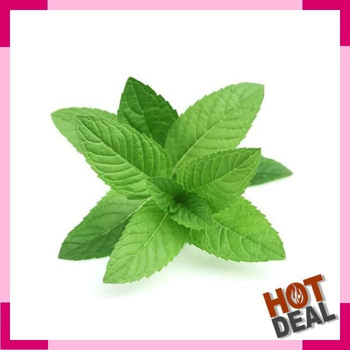 Darjeeling Peppermint Essential Oil | Minyak Daun Mint - 5ml / 10ml /