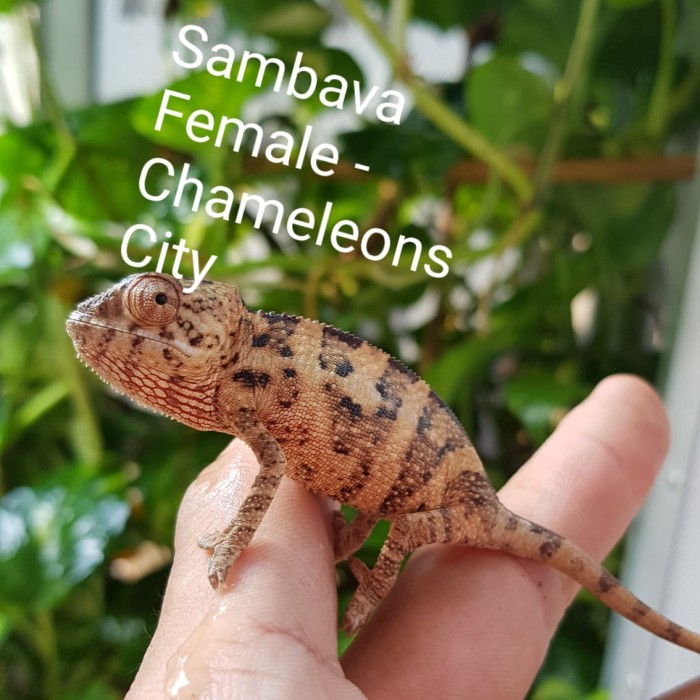 Info Chameleon Panther Hargano.com Info Chameleon Panther Hargano.com