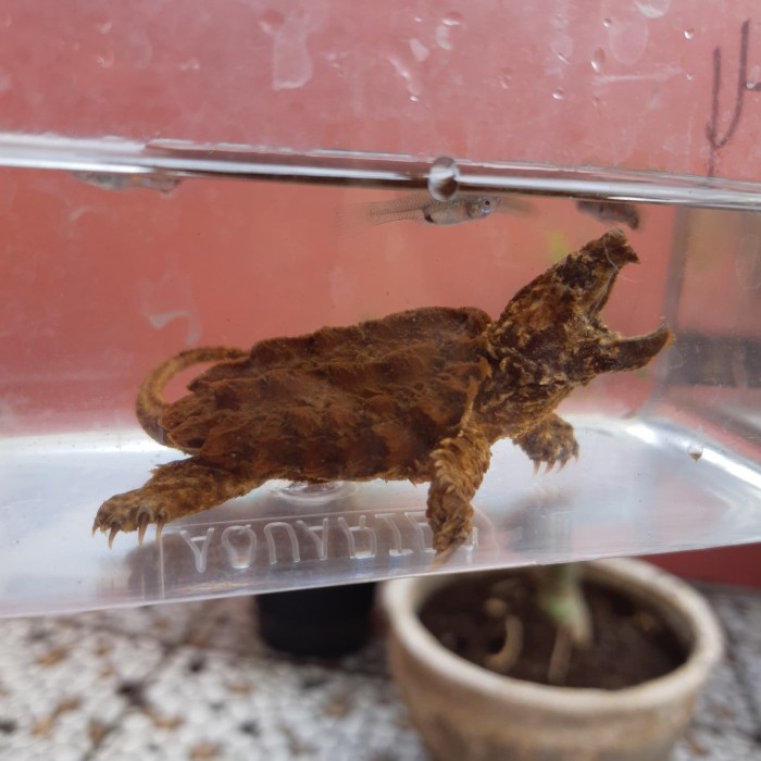 Katalog Alligator Snapping Turtle Hargano.com Katalog Alligator Snapping Turtle Hargano.com