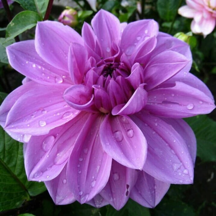 85+ Gambar Tumbuhan Bunga Dahlia 85+ Gambar Tumbuhan Bunga Dahlia