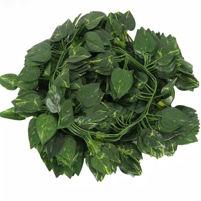 Katalog Daun Rambat Travelbon.com Katalog Daun Rambat Travelbon.com