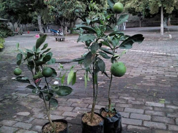 Jual bibit jeruk sunkist - Kab. Sukoharjo - 65hijau