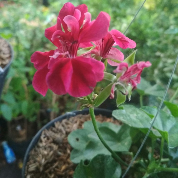 300 Wallpaper Bunga Geranium 300 Wallpaper Bunga Geranium