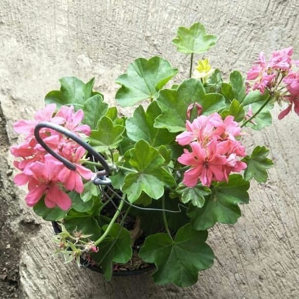 300 Wallpaper Bunga Geranium 300 Wallpaper Bunga Geranium