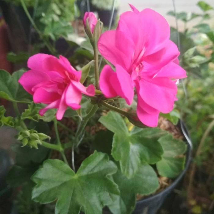 300 Wallpaper Bunga Geranium 300 Wallpaper Bunga Geranium