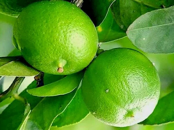 Bibit tanaman buah jeruk nipis lokal