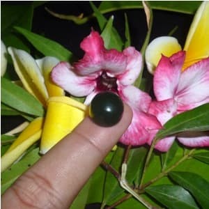 Harga Batu Akik Lipan Hargano.com Harga Batu Akik Lipan Hargano.com
