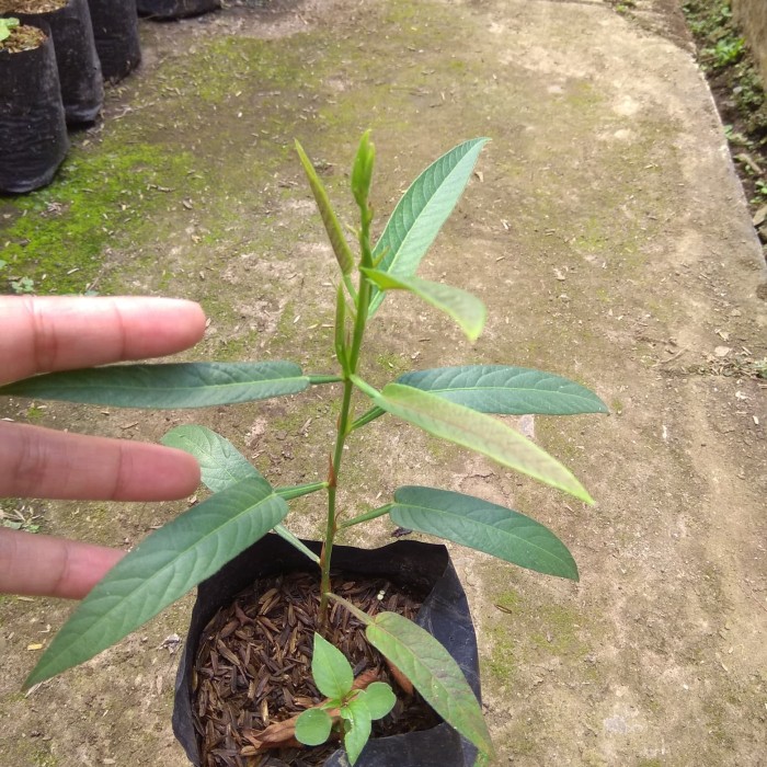 5000 Gambar Daun Duduk Gratis 5000 Gambar Daun Duduk Gratis