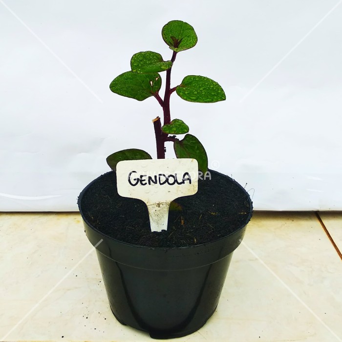 Foto Produk Tanaman Herbal Gendola Binahong Merah dari AKHYAR FLORA