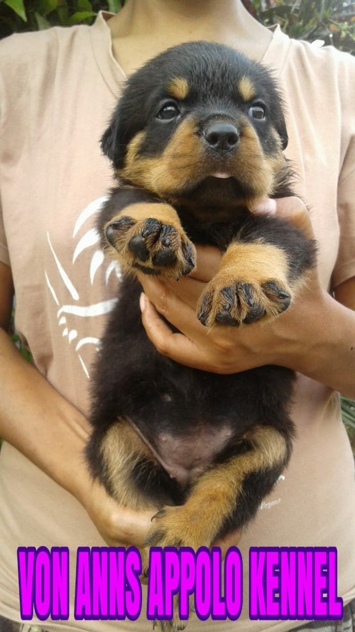 Jual Anjing Rottweiler Puppies Kota Surabaya Robyonline