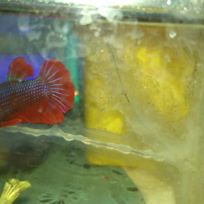 6700 Koleksi Gambar Ikan Cupang Betina Siap Kawin Gratis Terbaru