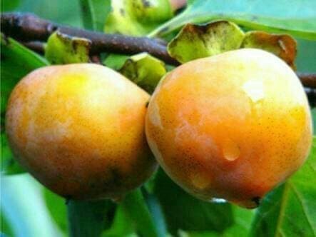 Bibit Tanaman Buah Kesemek Bibit Tanaman Buah Kesemek