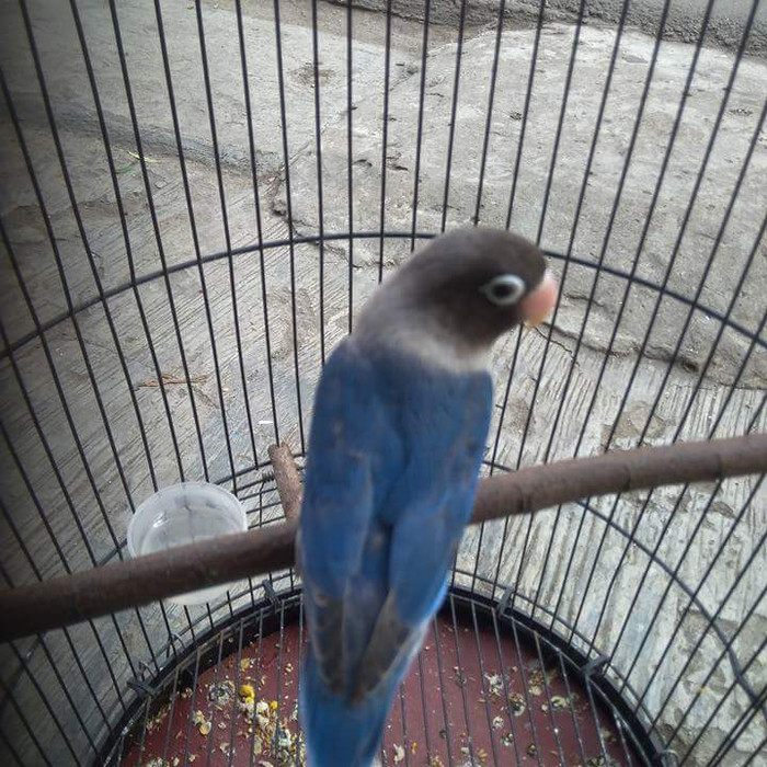 Unduh 670 Foto Gambar Burung Lovebird Warna Biru Mangsi Hd