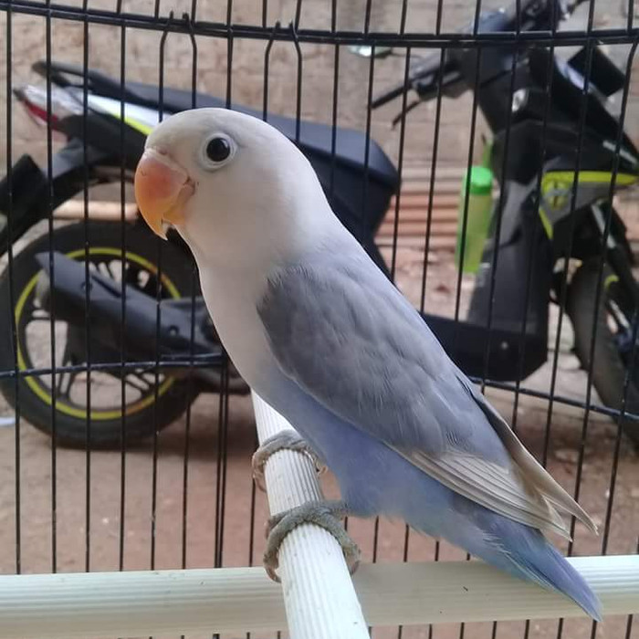 Harga Lovebird Pastel Violet Hargano.com Harga Lovebird Pastel Violet Hargano.com