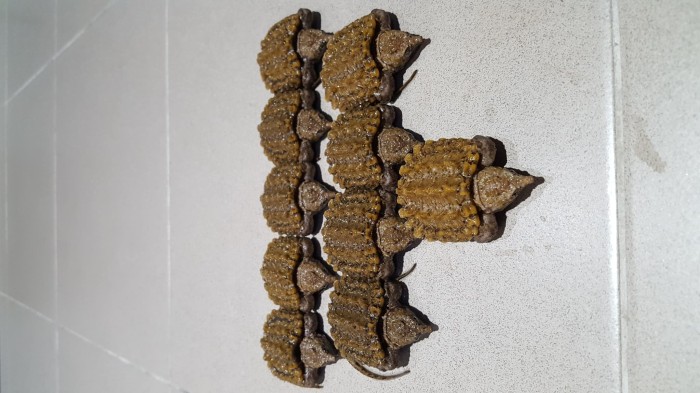 Info Alligator Snapping Turtle Hargano.com Info Alligator Snapping Turtle Hargano.com