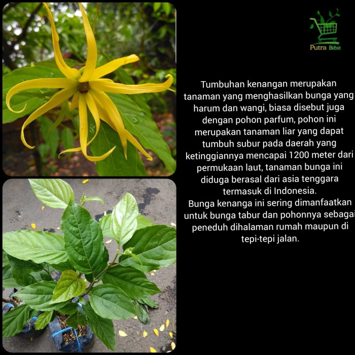 Jual Bibit Pohon Bunga Kenanga Kuning Wangi Harum Tanaman Herbal