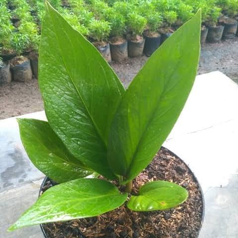 Cantik Cara Merawat Tanaman Hias Jemani - Bunga Hias