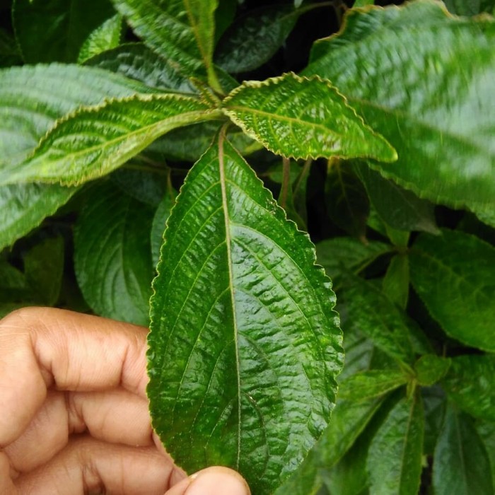 400 Gambar Daun Herbal 400 Gambar Daun Herbal